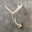 Miniatura: Deer Antler Shed $15