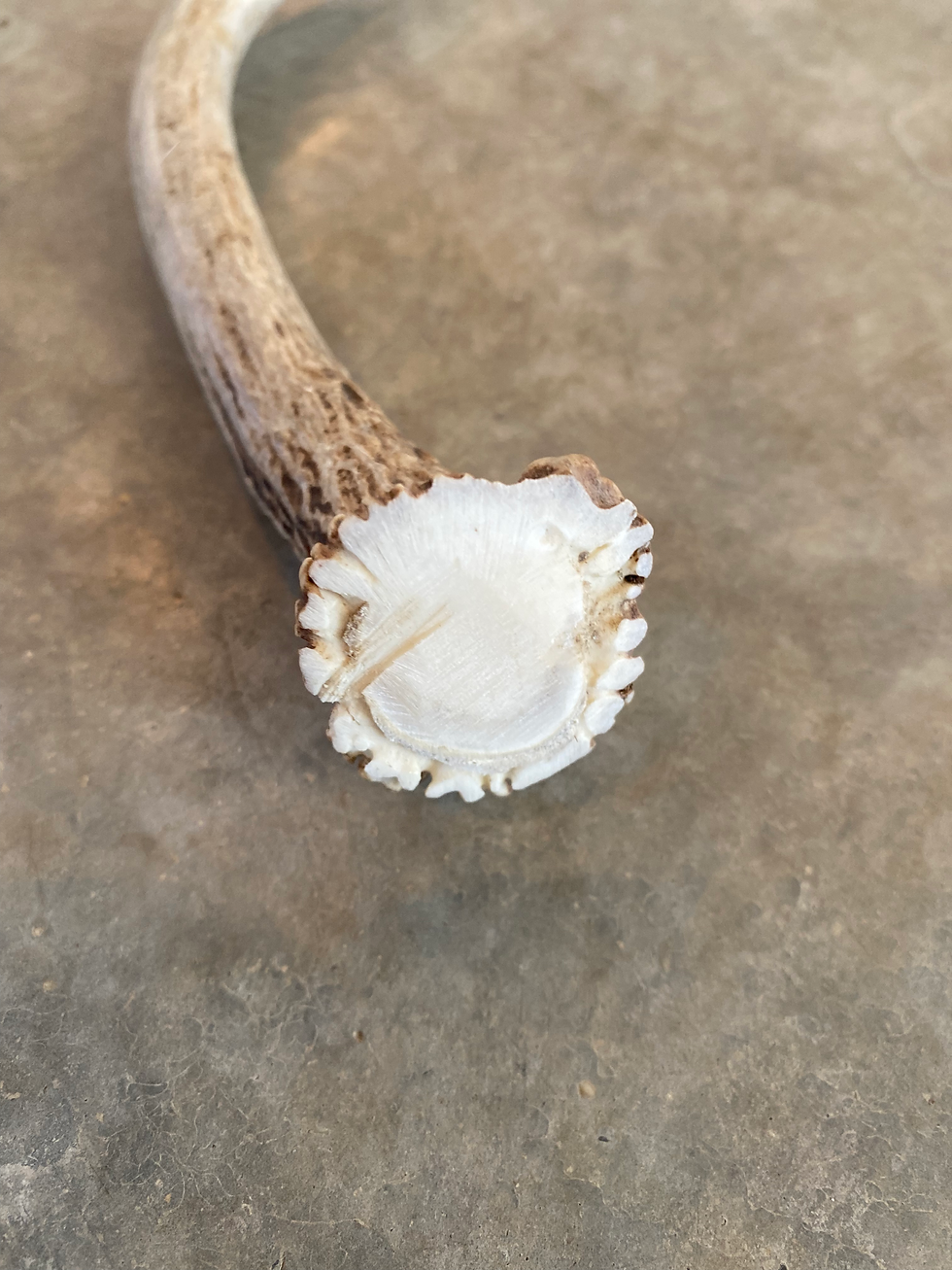 Miniatura: Deer Antler Shed $15