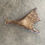 Miniatura: Moose Antler Shed $60