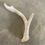 Thumbnail: Deer Antler Shed $15