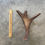 Miniatura: Moose Antler Shed $60