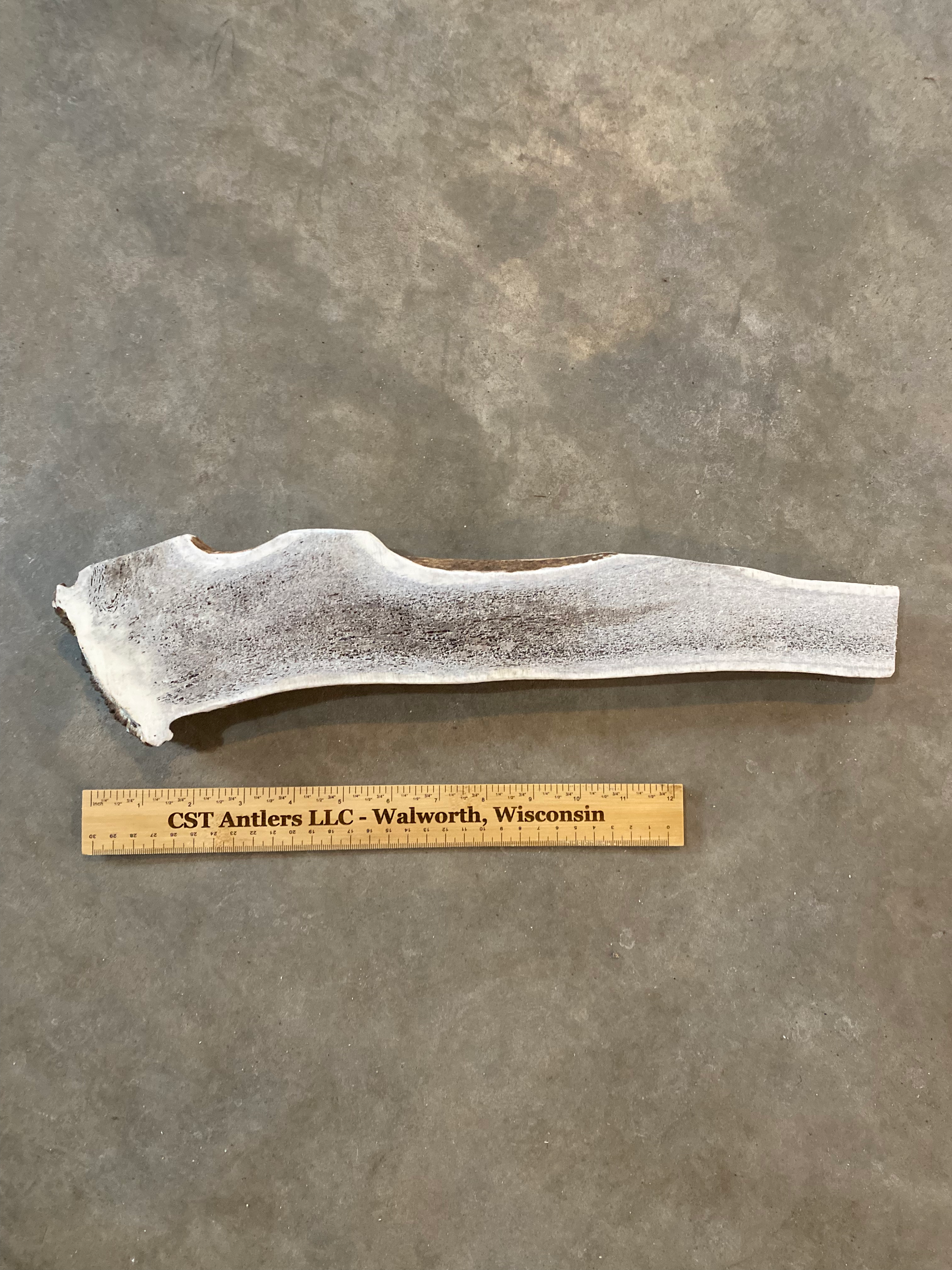 Long Split Elk Antler $75