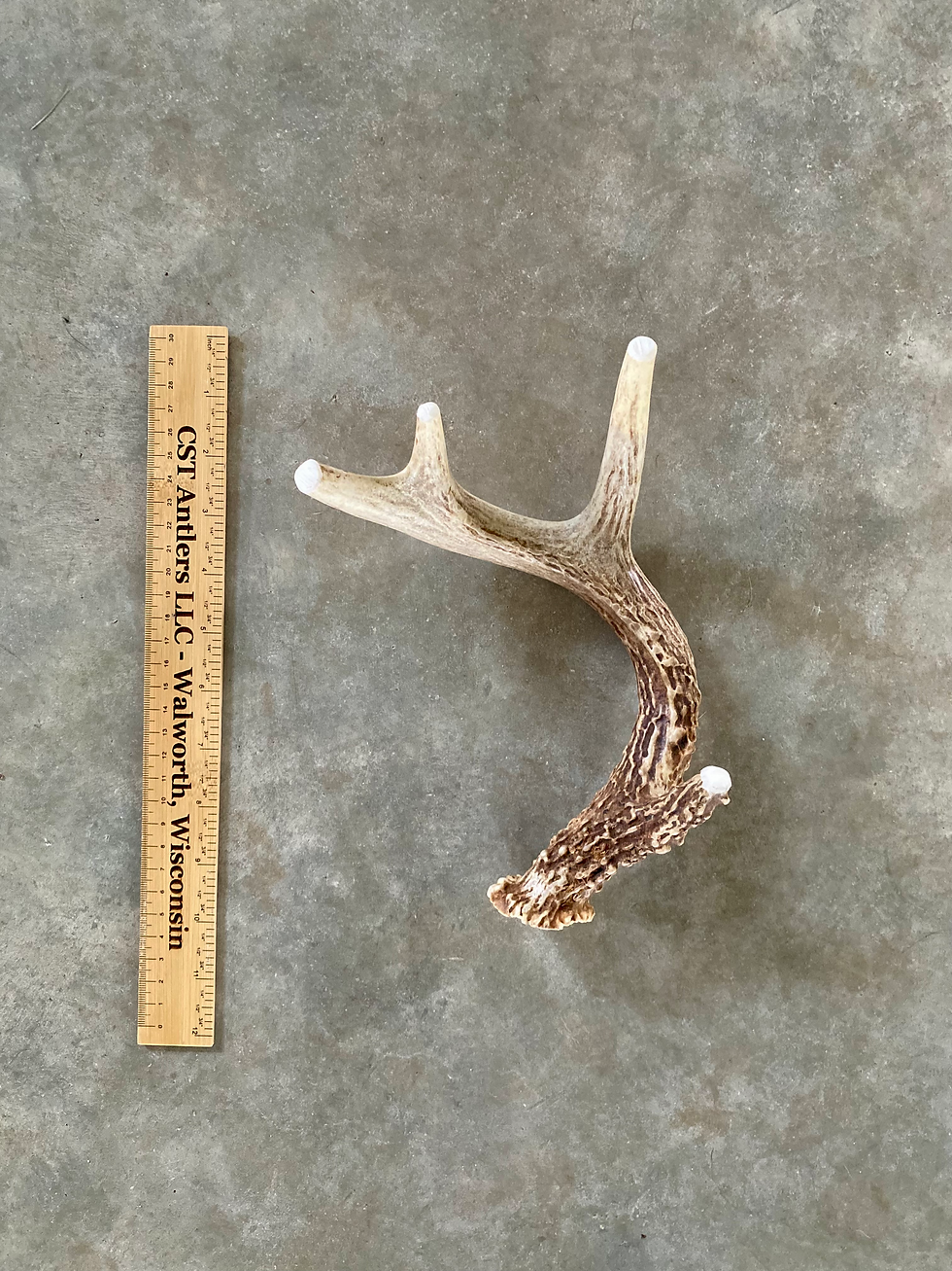 Thumbnail: Extra Large Deer Antler (Whole)