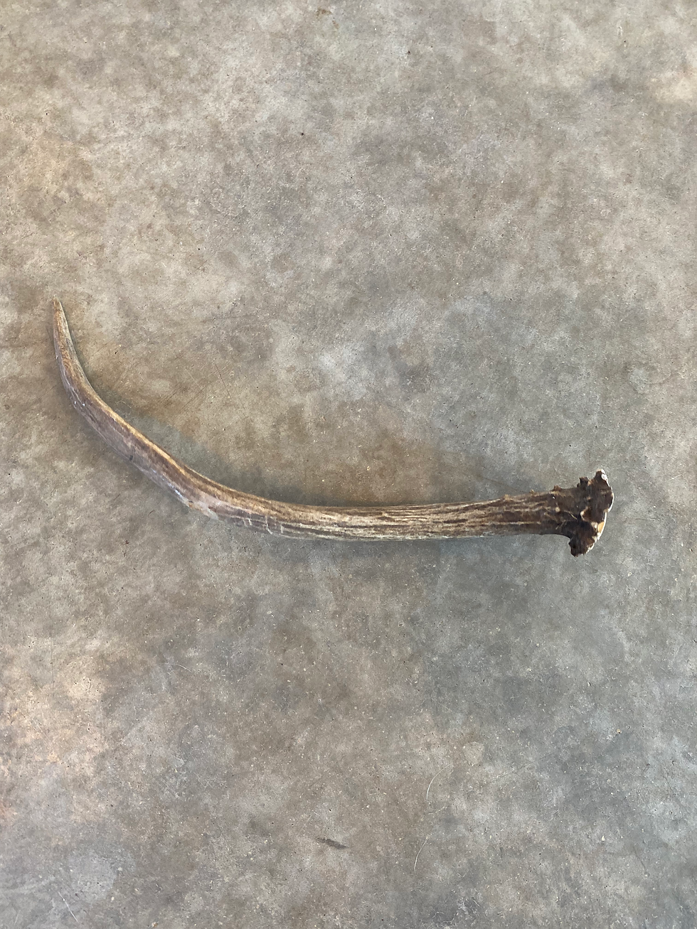 Miniatura: Deer Antler Spike $15