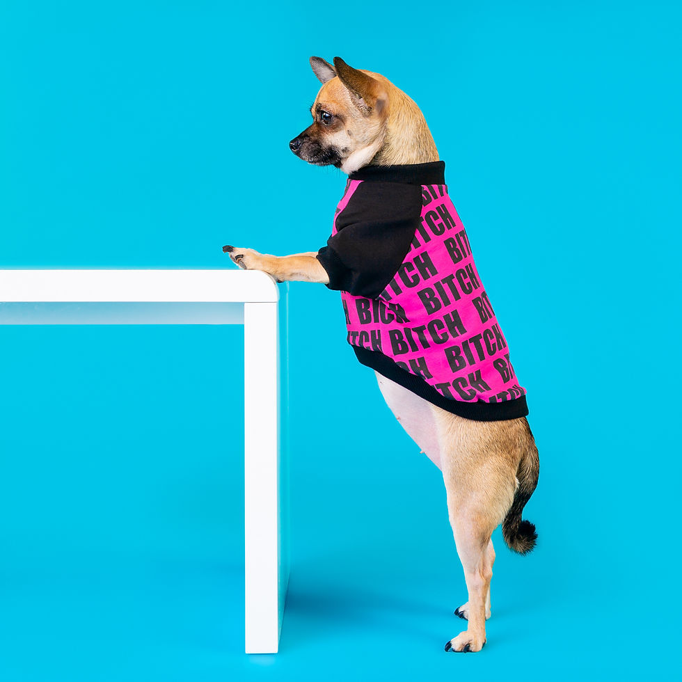 B.I.T.C.H RAGLAN DOG TOP