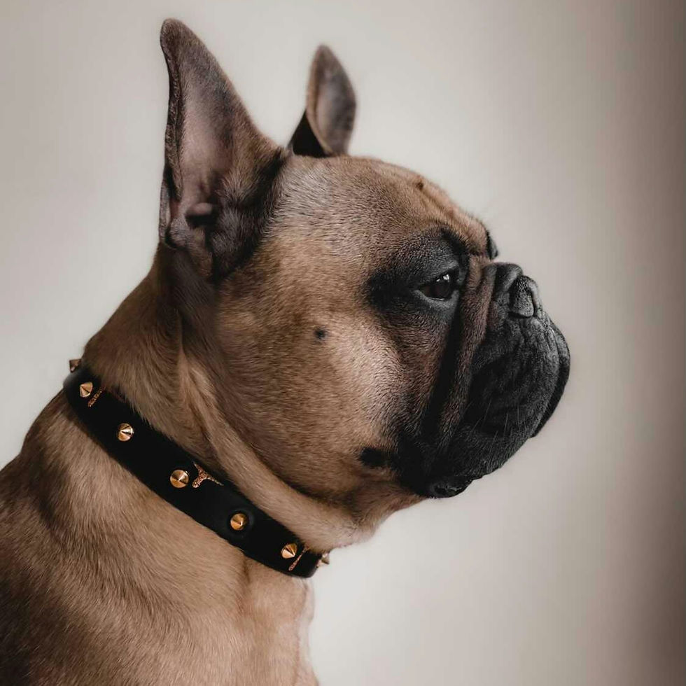 Thumbnail: DRIPPING IN COPPER SPIKE LEATHER DOG COLLAR
