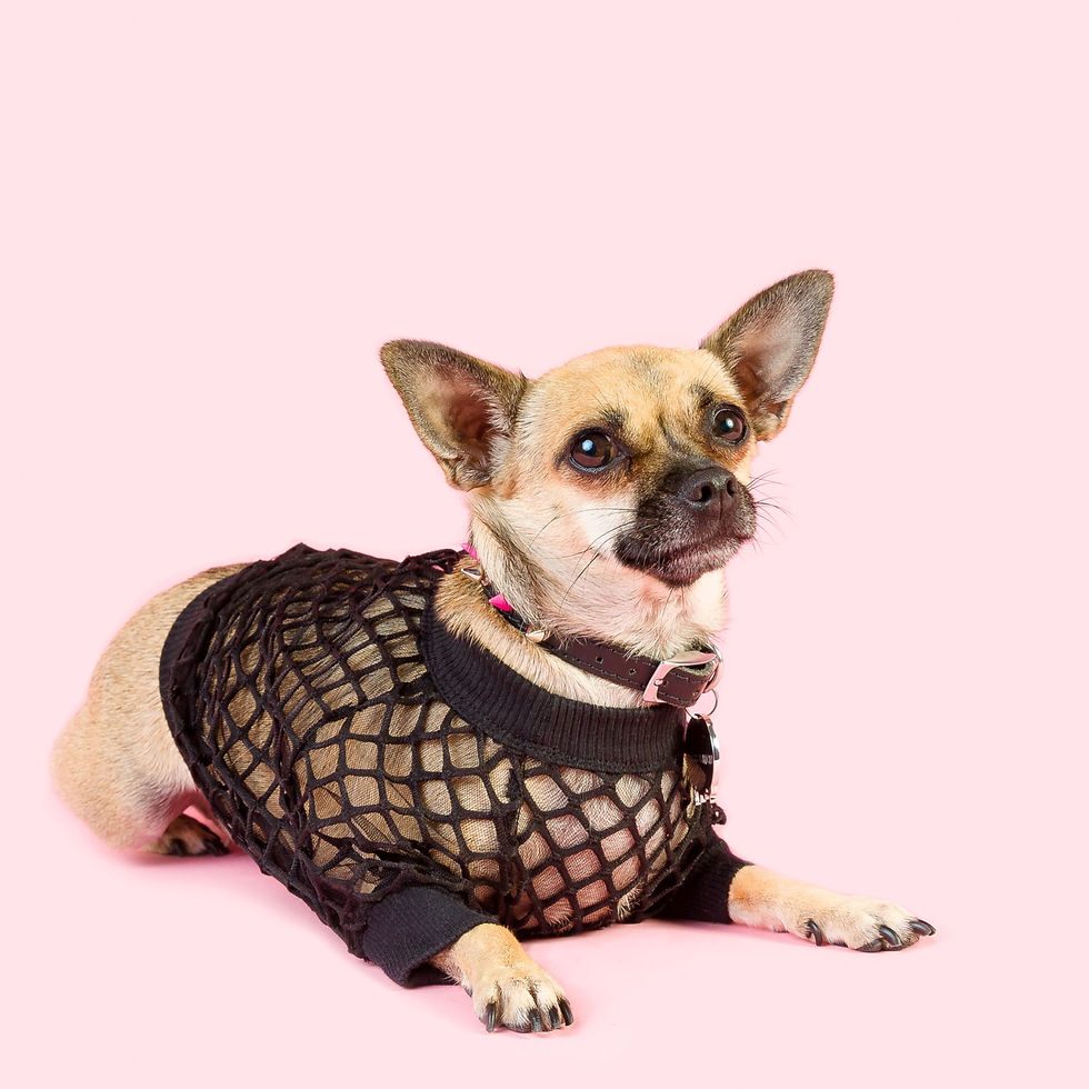 BLACK MESH'N AROUND DOG TOP