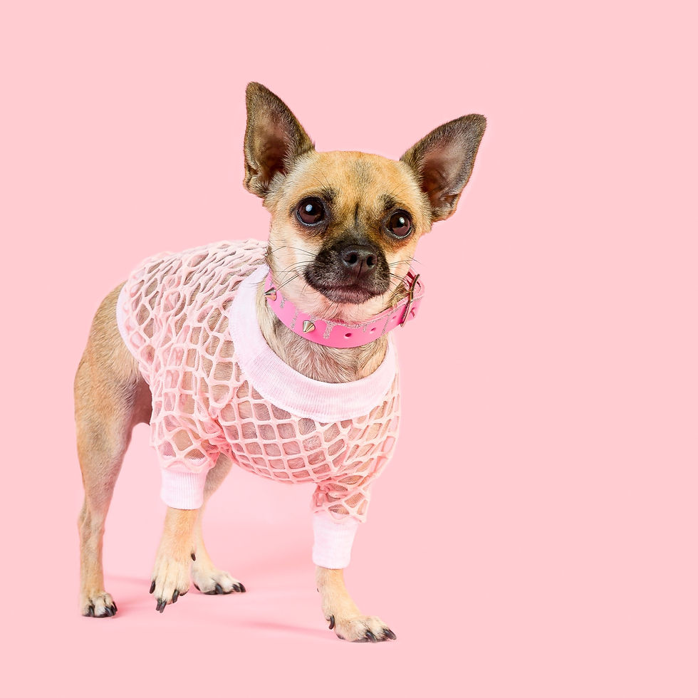 PINK MESH'N AROUND DOG TOP