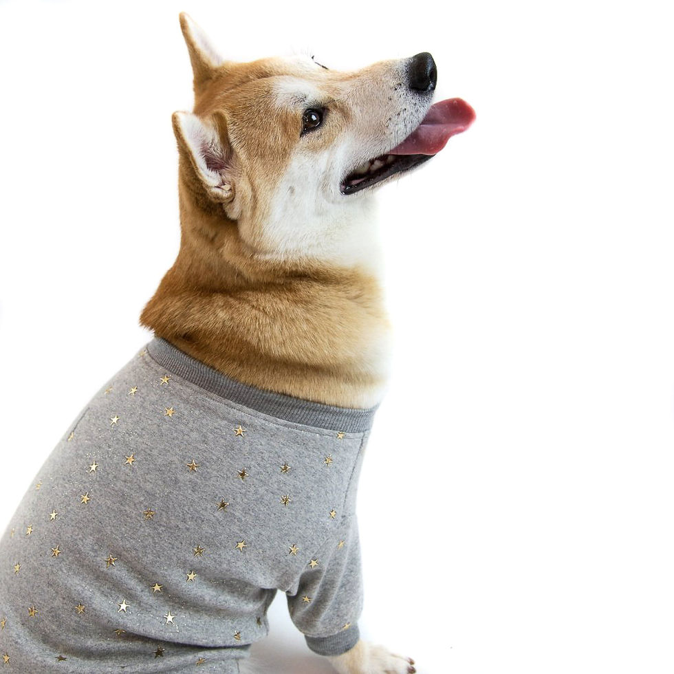 Thumbnail: HUDSON DOG SWEATSHIRT