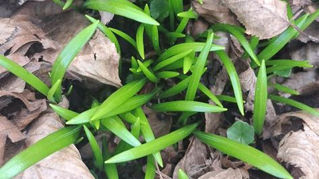 Wunderlauch, Allium paradoxum – der „paradoxe Lauch“