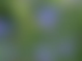 Eine Blaue Blume mit langen Staubblättern