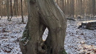 Baum mit Loch vor Sonne im Winter