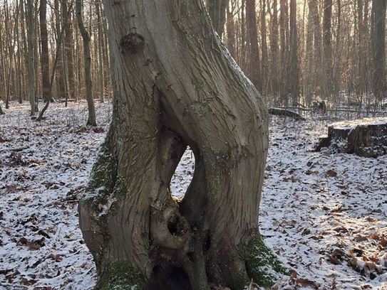 Baum mit Loch vor Sonne im Winter