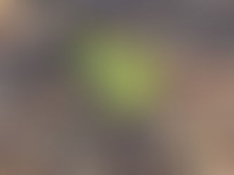 Stöcke in Sonnenstrahlenform um Moos