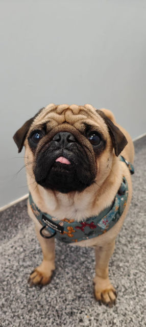 Phoenix Vets Loughborough Patient 10