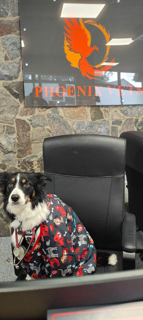Phoenix Vets Loughborough Patient 1