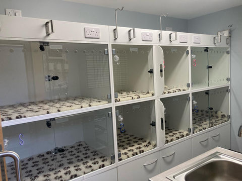 Phoenix Vets Loughborough Cattery 