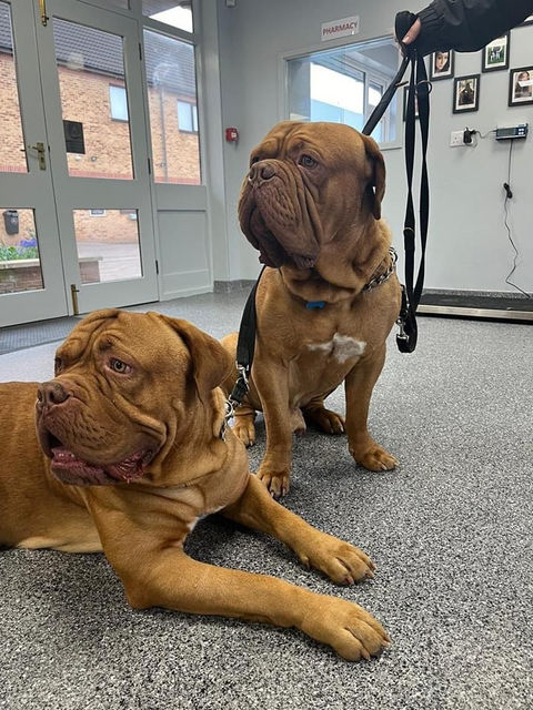 Phoenix Vets Loughborough Patient 8