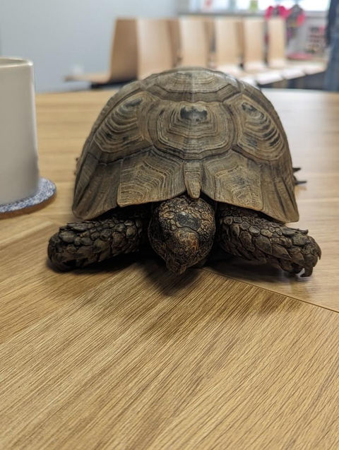 Phoenix Vets Loughborough Patient 6