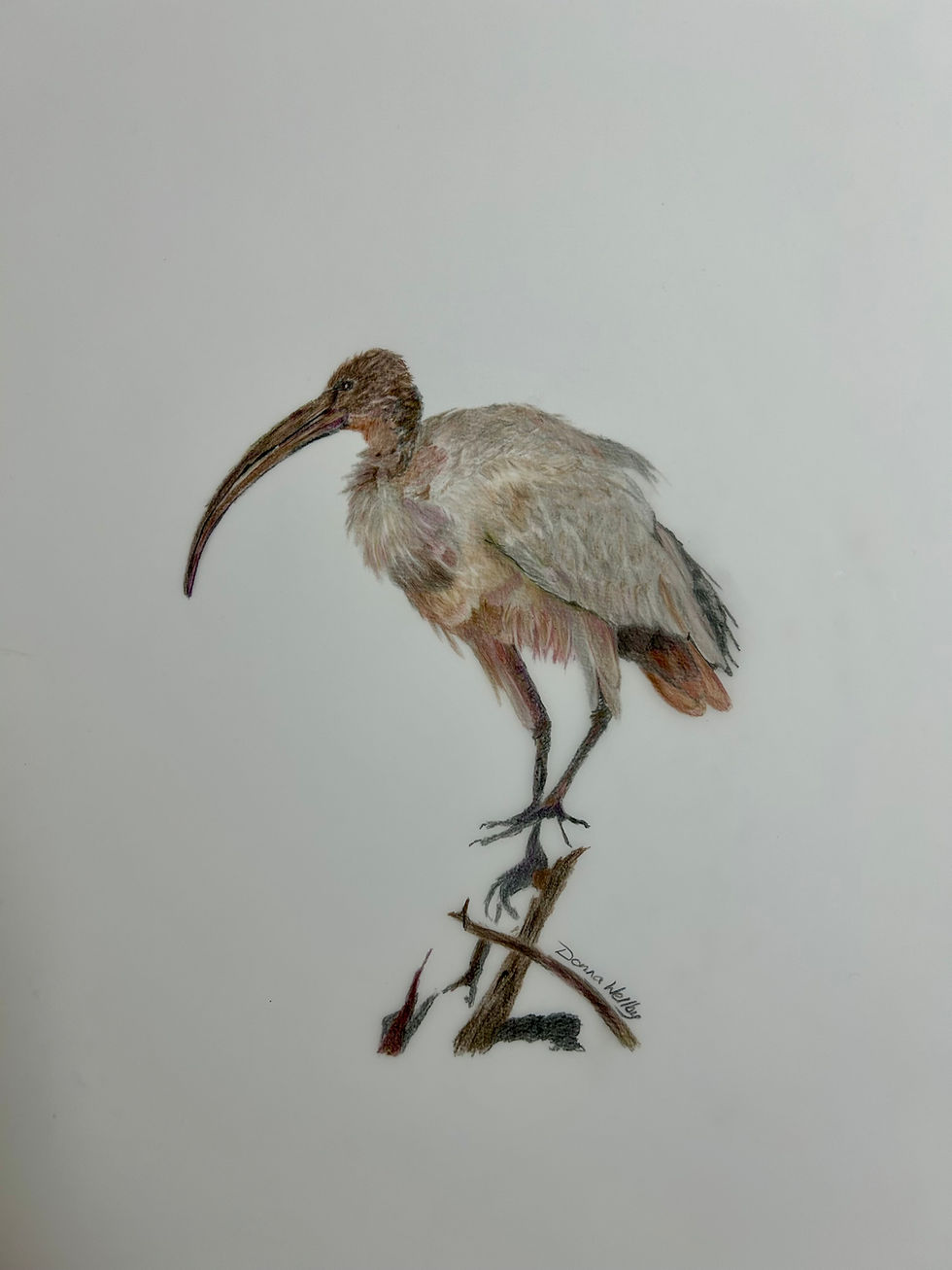 Sacred Ibis 