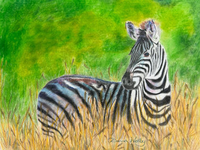 Zebra in bright light, lone zebra, zebra in grass