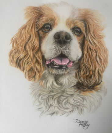 Curly long eared spaniel