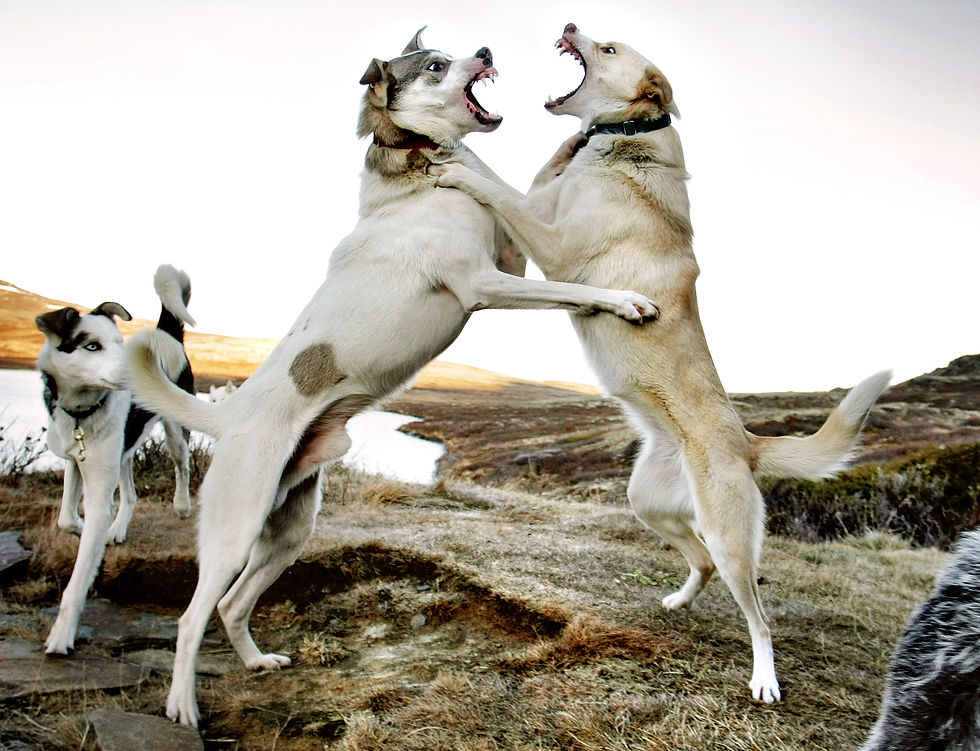 Dogfight