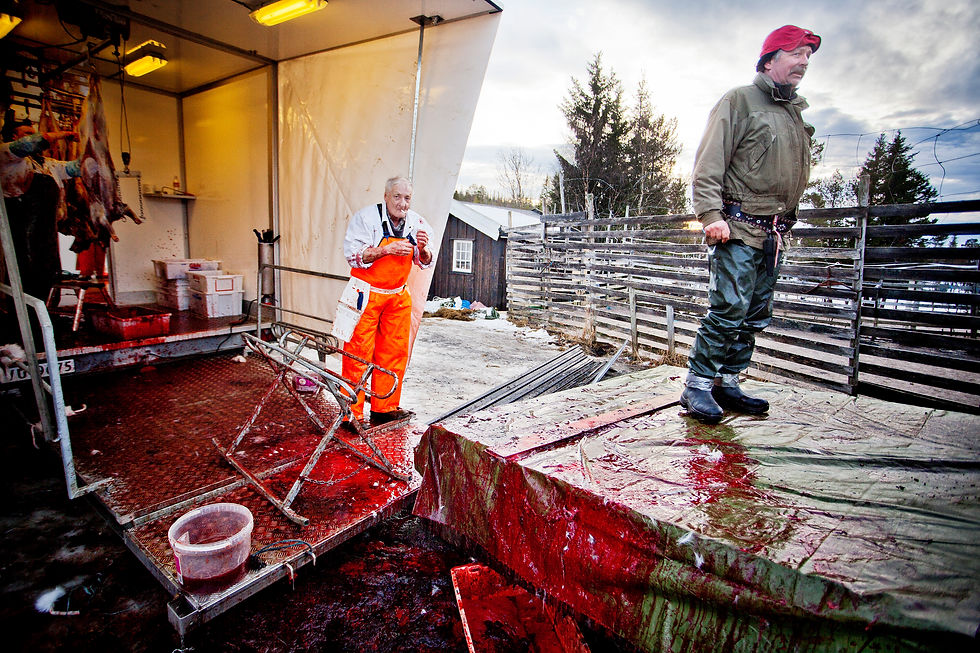 Reindeer butchers