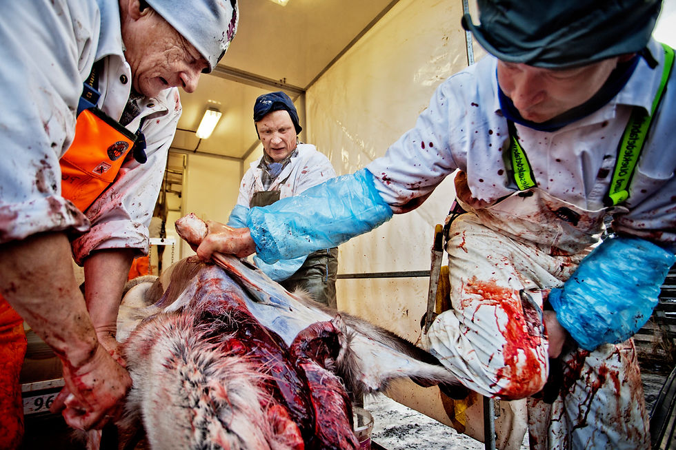 Reindeer butchers