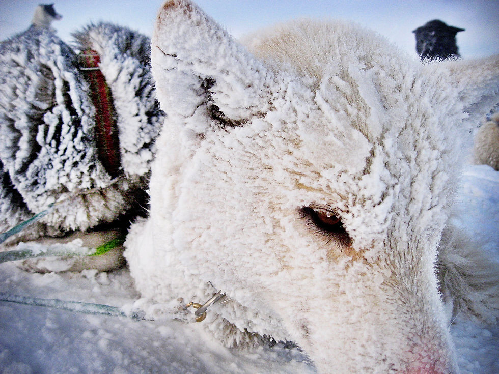 Alaskan Husky snowdown
