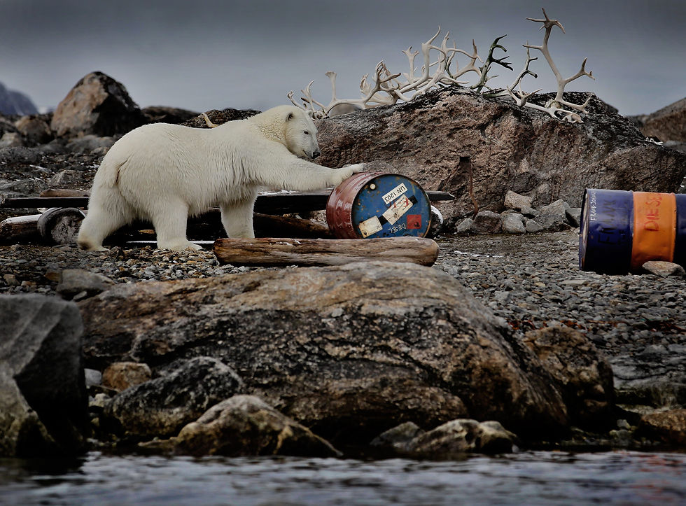 Polar bear Svalbard