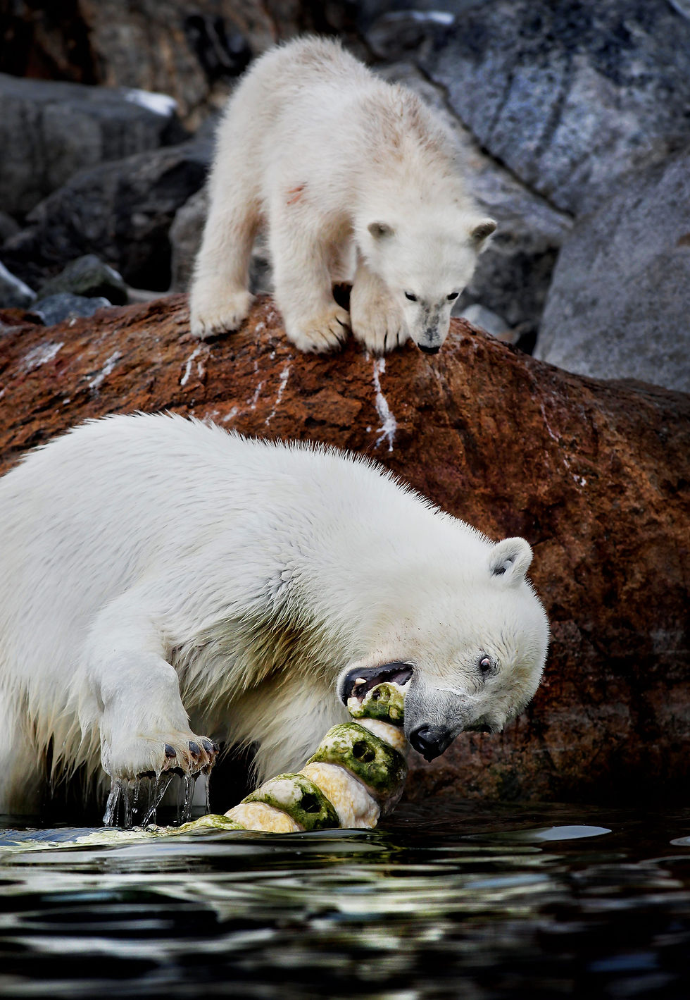 Polar bear Svalbard