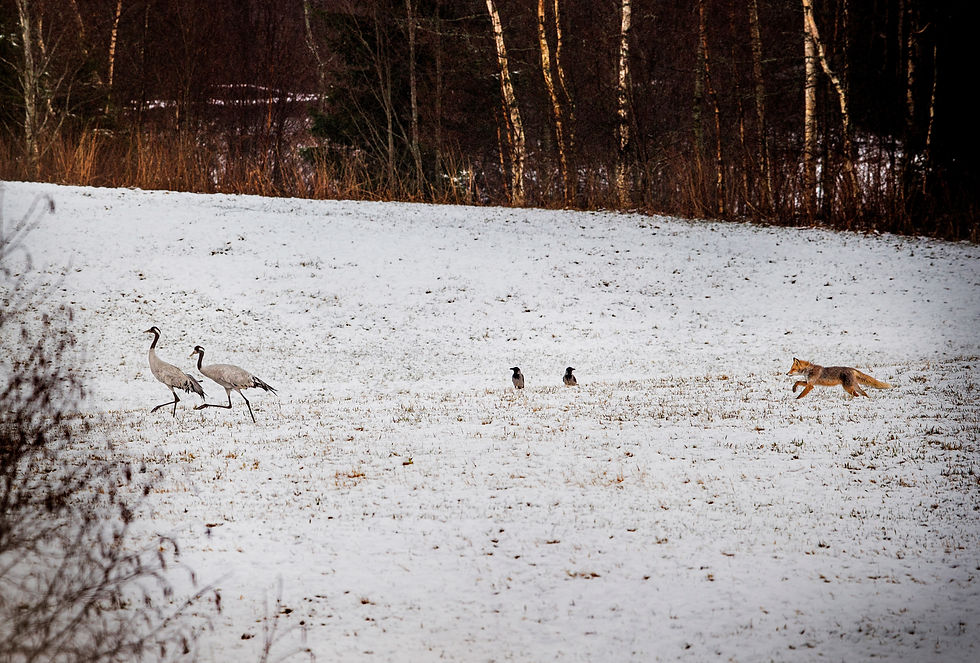 Fox hunting Cranes