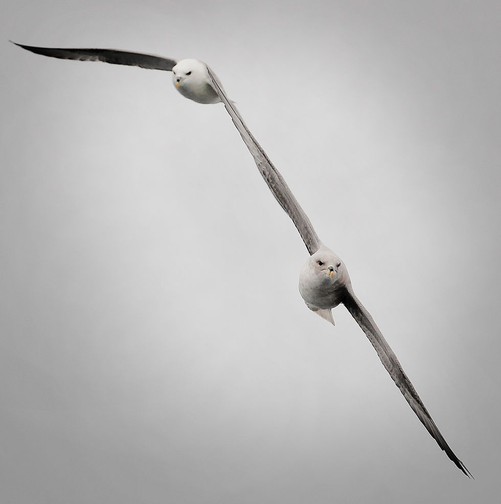 Syncro Fulmars