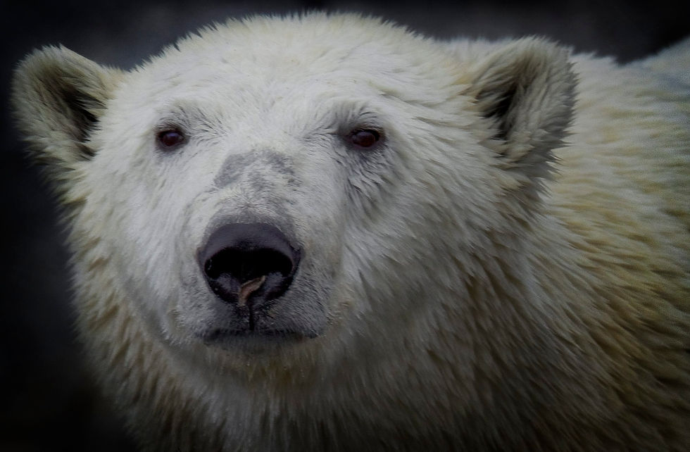 Polar bear Svalbard