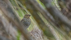 Plumbeous sierra finch, female