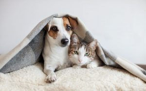 pet hotel, pet hotel hong kong, pet care