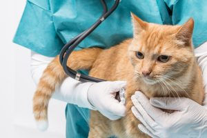 Cat Vet, cat insurance