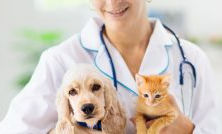 Veterinarian insurance