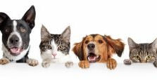 pet insurance hong kong