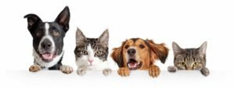 Pet insurance Hong Kong