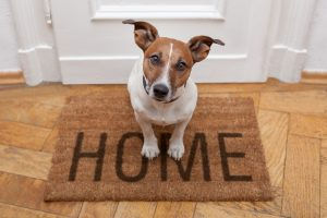 Pets at home