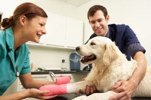 Pet emergency Surgery hk, dog insurance