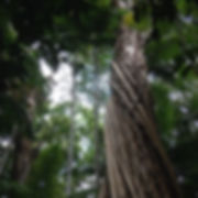 Rainforest Tree_Jane Toner.jpeg