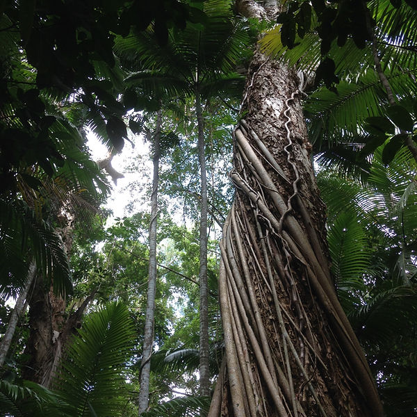 Rainforest Tree_Jane Toner.jpeg