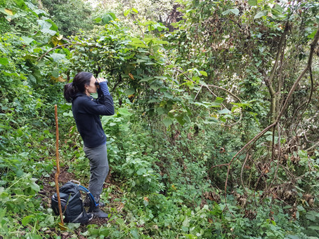 Project (2016-ongoing) Ecological and social factors influencing ranging decisions in a montane popu