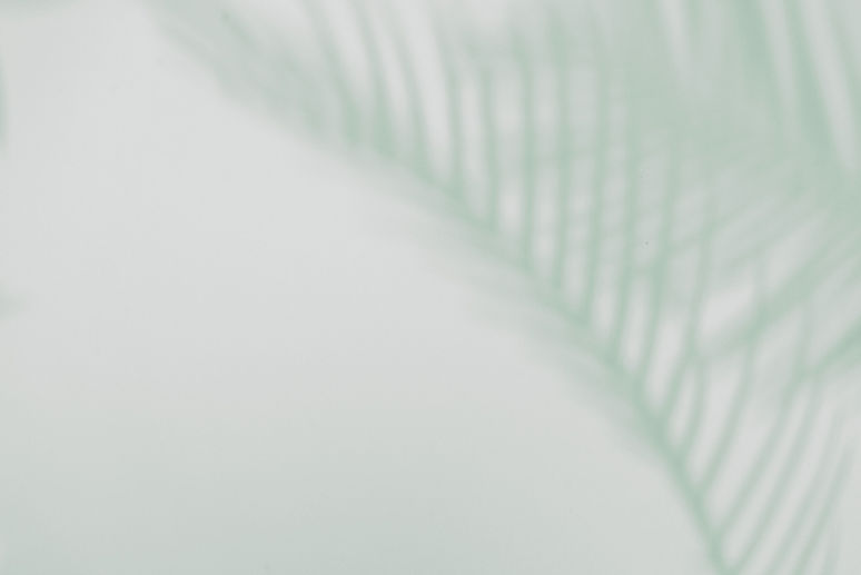 Plant Shadow _edited.jpg