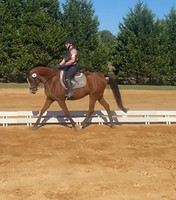 golde oct warhorse newsflash.jpg