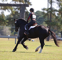 pearl oct warhorse news flash.jpg