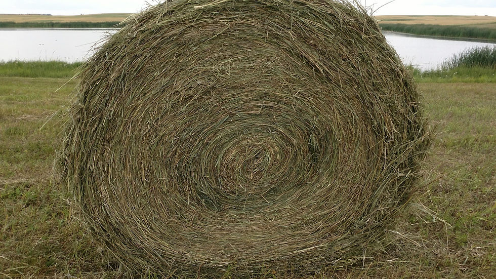 IMG_20170805_143940697_HDR